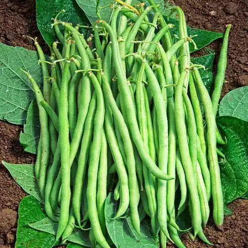 Buschbohne, mangetout ‘Braimar’ Beliebt