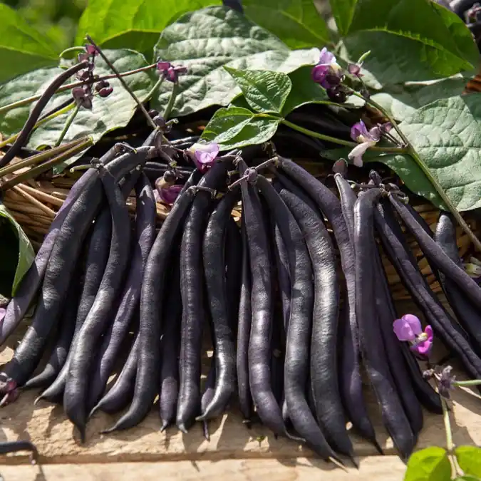 Wochenendangebot Buschbohne Purple Queen