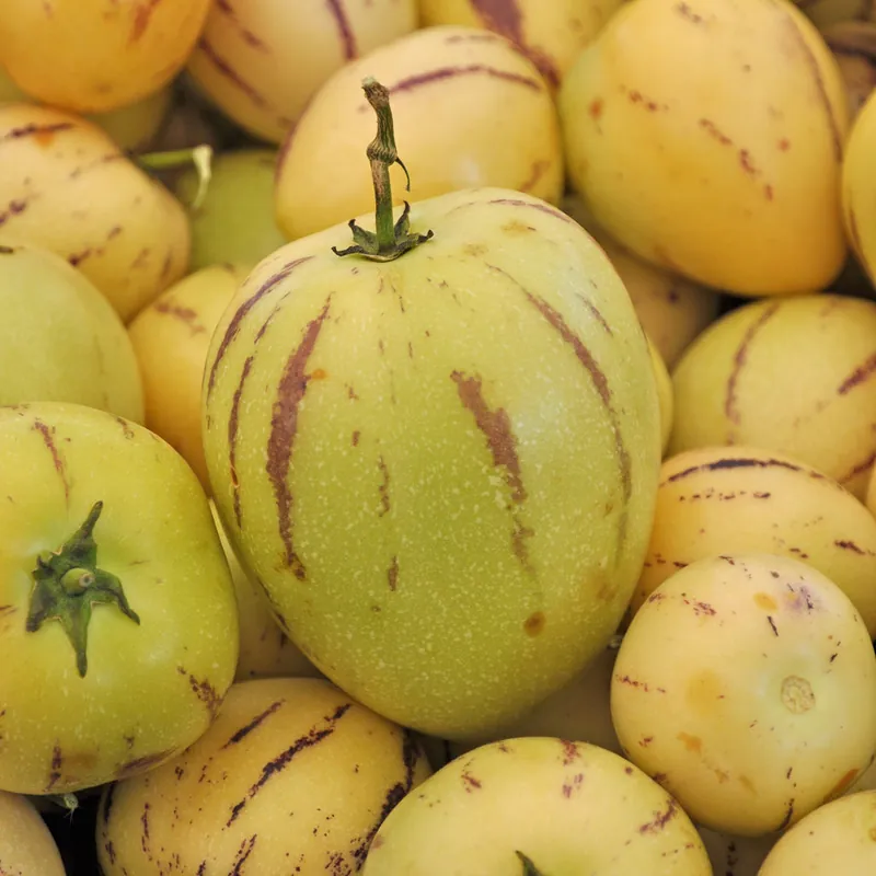 Melonenbirne Preisknaller