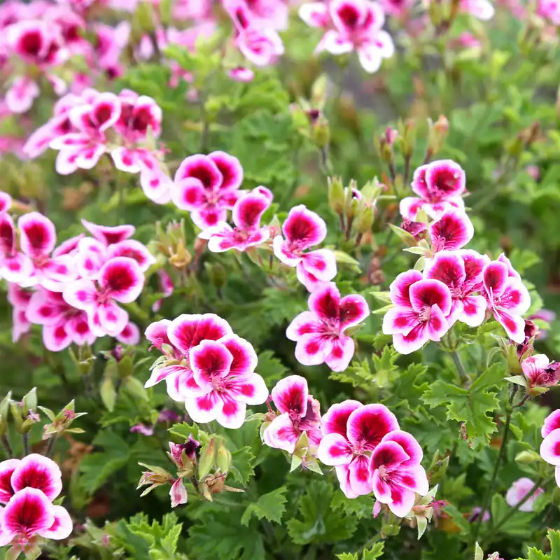 Markenware Duftgeranie Pansy (x3)