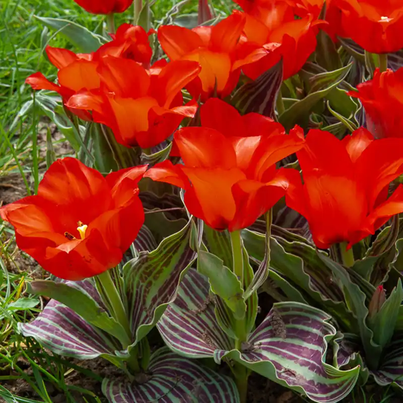 Kracherpreis Greigii-Tulpen ‘Chaperon Rouge’ (x10)