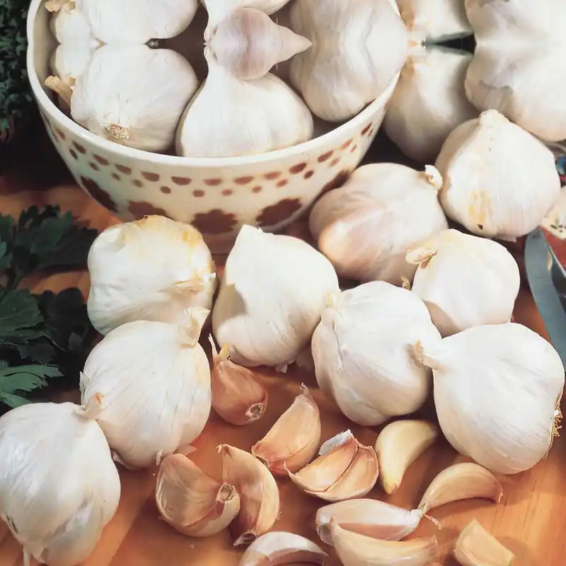 Direkt Vom Hersteller Rosa Knoblauch Gayant