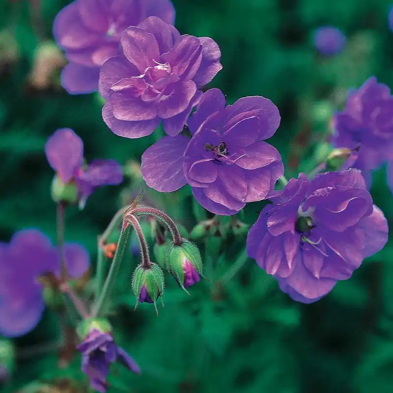 Preisknaller Storchschnabel ‘Caeruleum Plenum’ (x2)