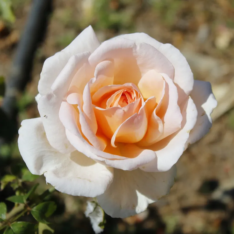 Strauchrose Malaga ® Preiswert