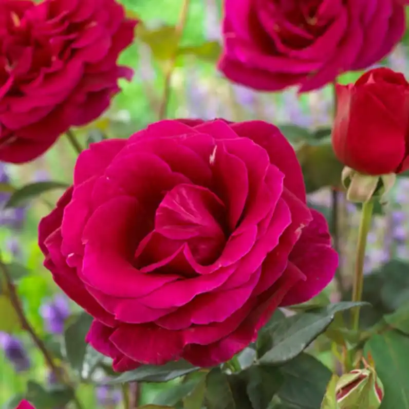 Echt Edelrose Oklahoma