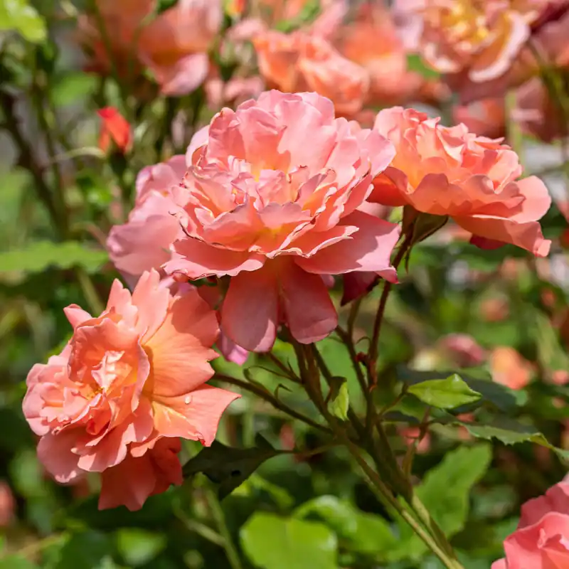 Neue Ware Strauchrose Westerland