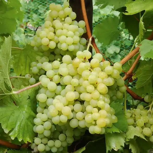 Sale Weinrebe Exalta