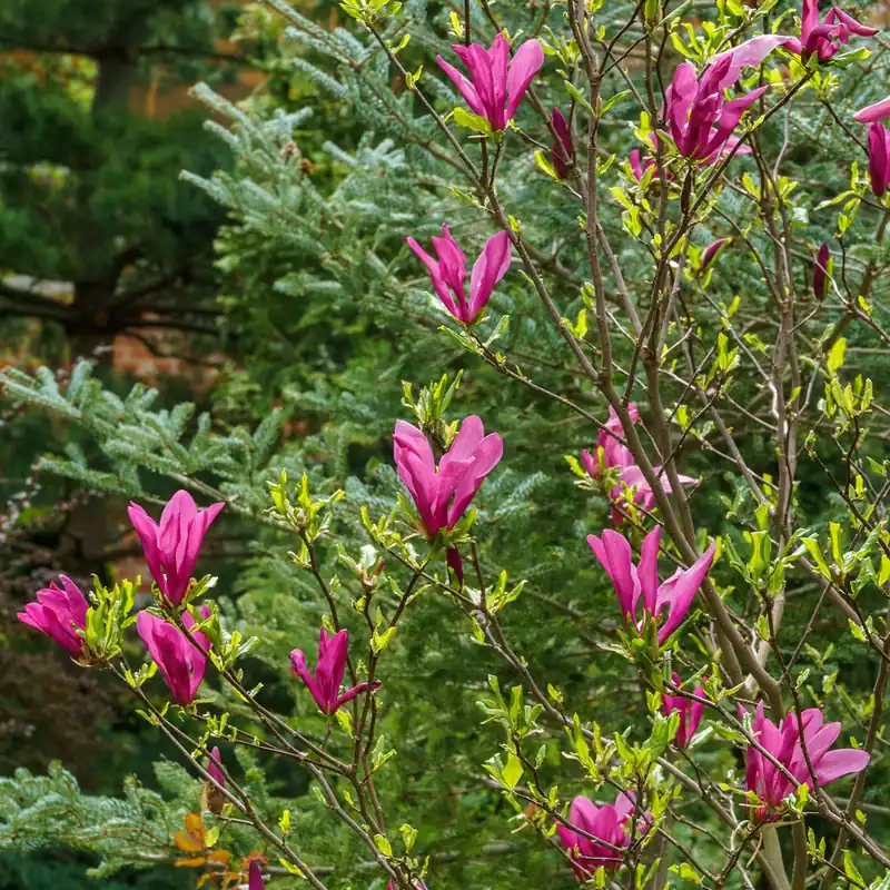 Aktuell Magnolie ‘Susan’