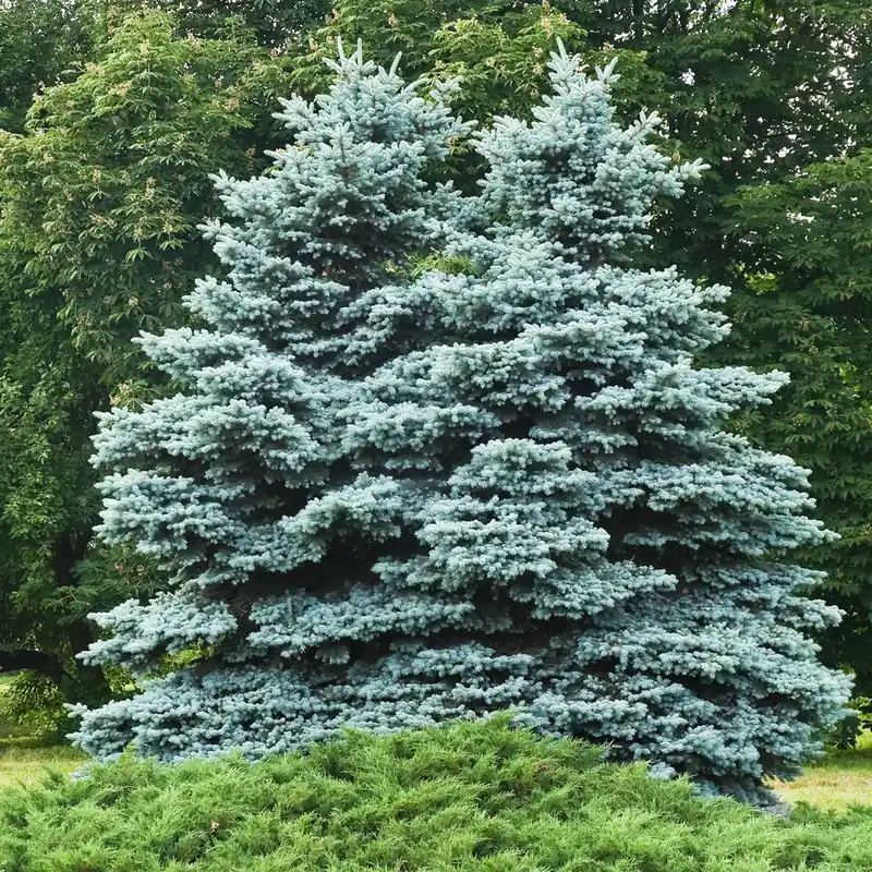 Kostenfreie Lieferung Blaufichte
