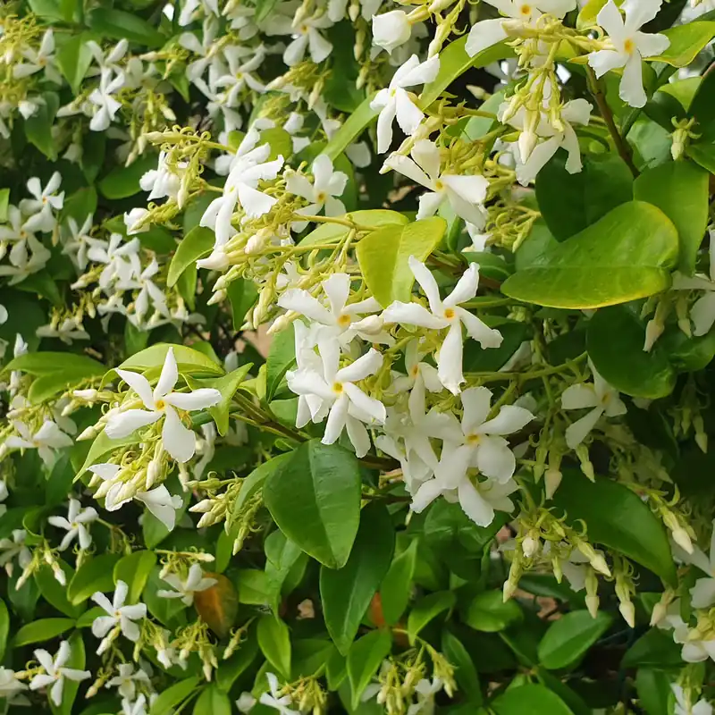 Sternjasmin Aktuell