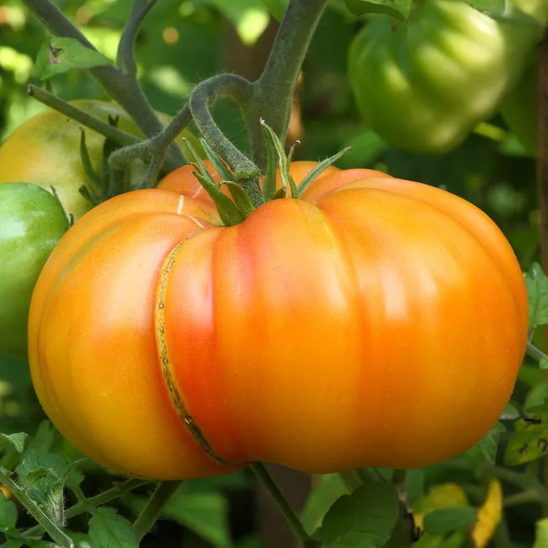 Fleischtomate Ananas Schnäppchen