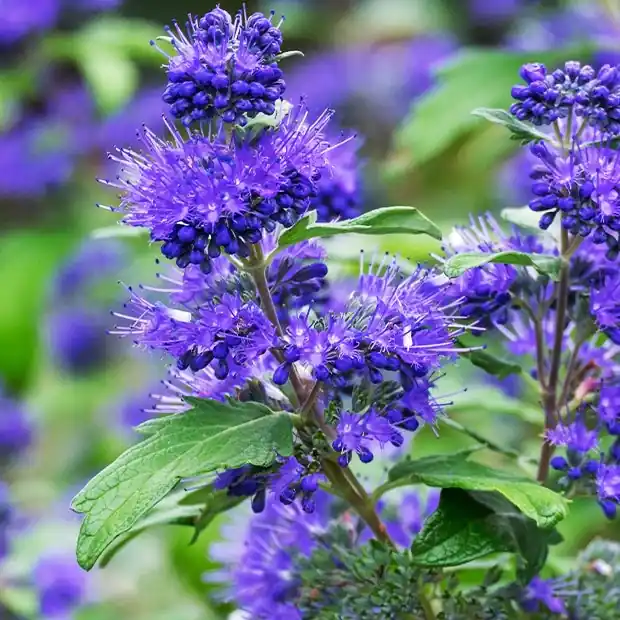 Bestpreis Bartblume Blauer Spatz