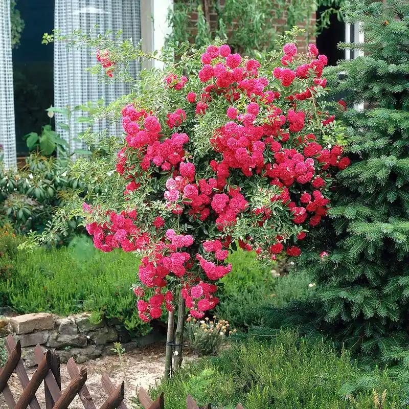 Stammrose Excelsa Sofort Bestellen