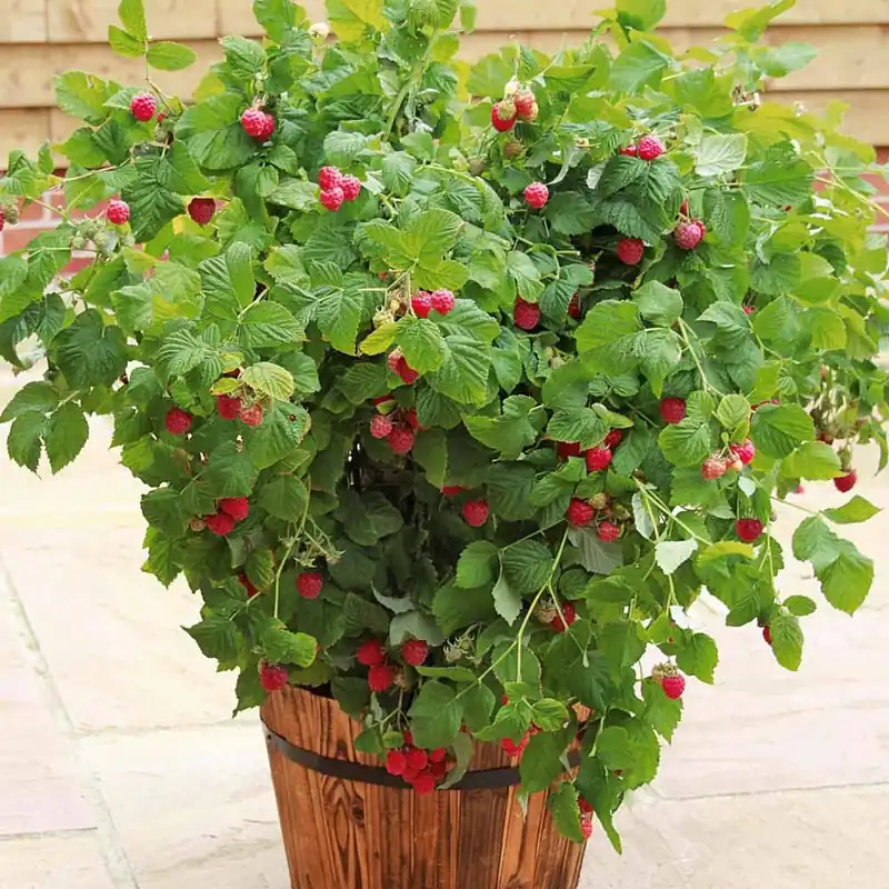 Zertifiziert Himbeere Ruby Beauty