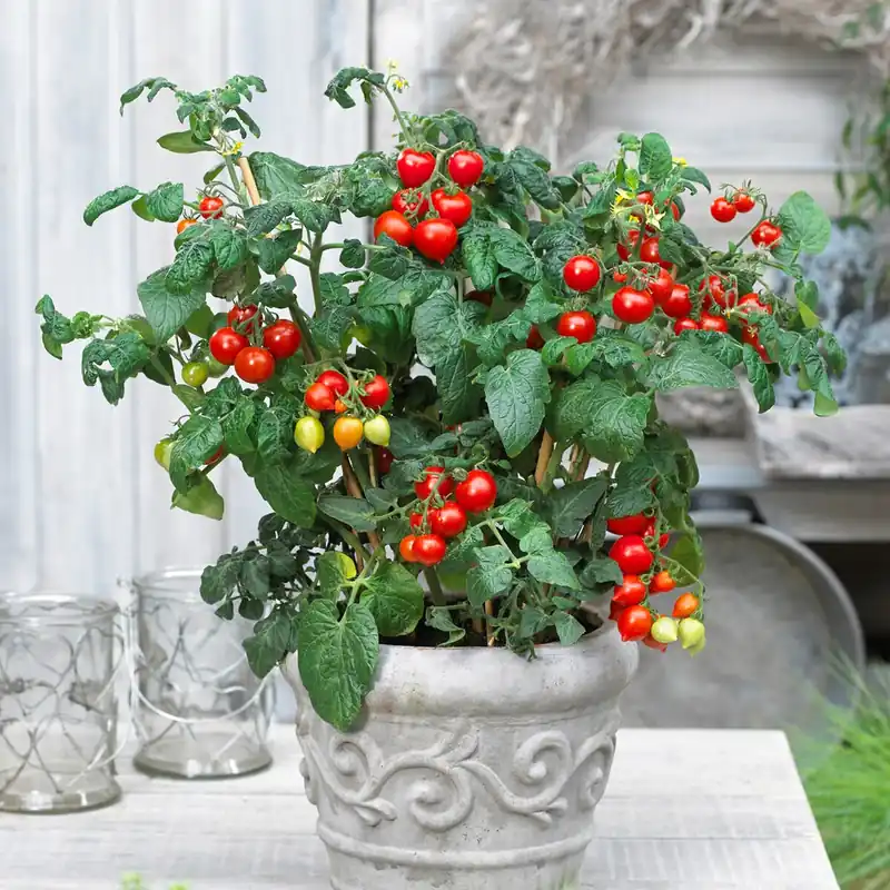 Neue Kollektion Cherrytomate ‘Heartbreaker Vita’ F1