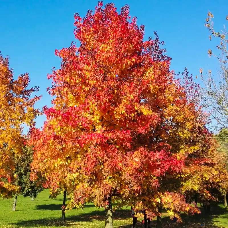 Amberbaum Heißes Angebot