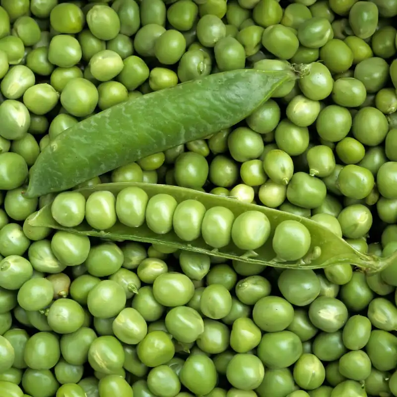 Knallerangebot Markerbse ‘Petit Provençal’