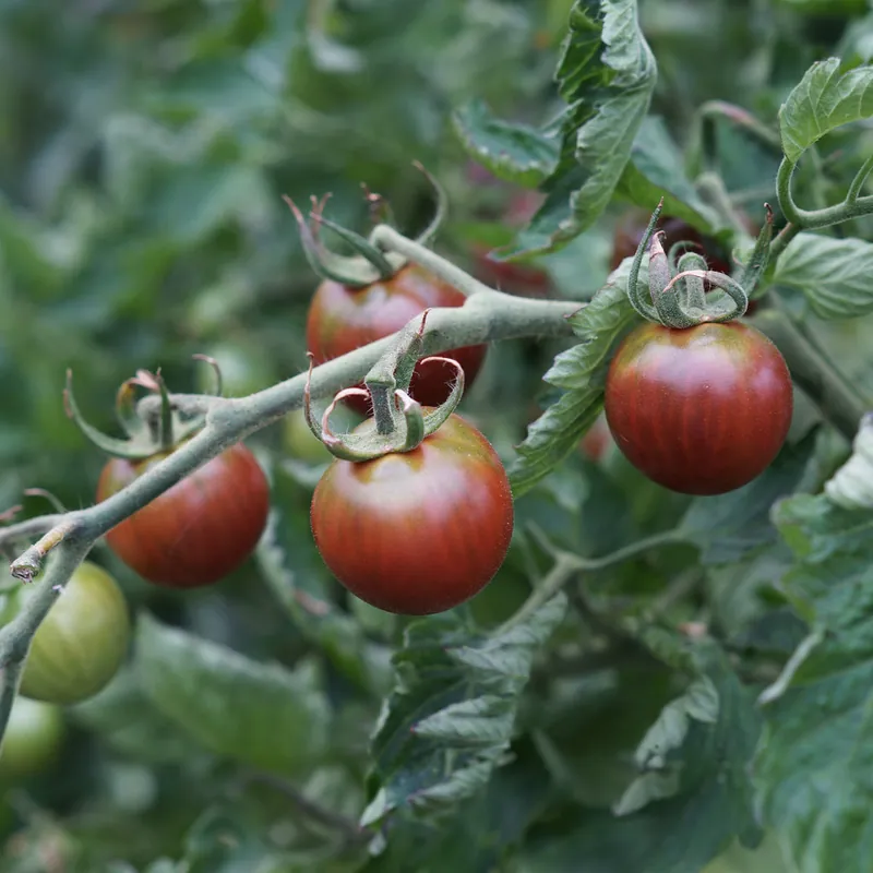 Abverkauf Cherrytomate ‘Chocolate Cherry’