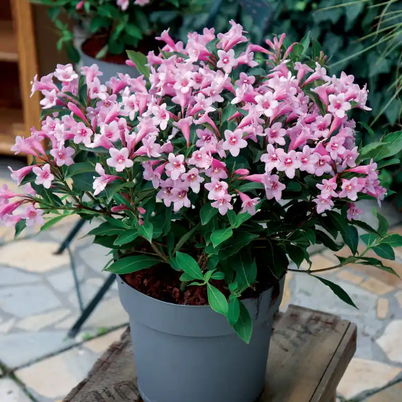 Neue Kollektion Weigelie Pink Poppet®