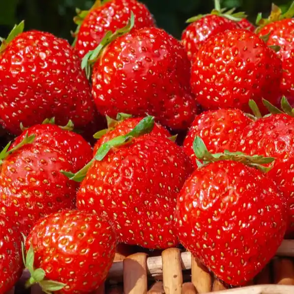 Saisonangebot Erdbeere ‘Mara des Bois’