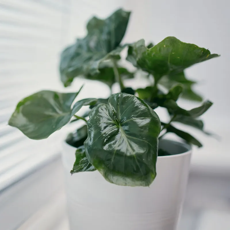 Markenware Philodendron Monstera Atom