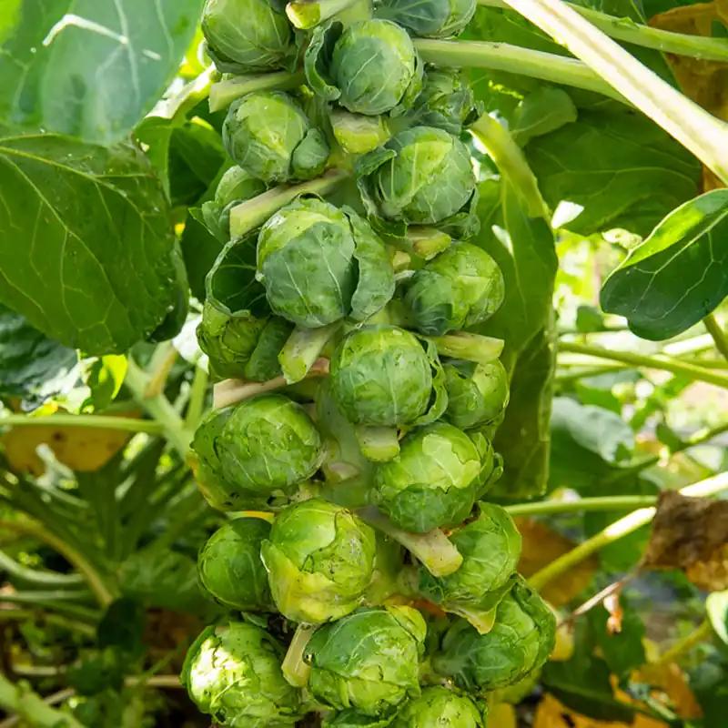 Rosenkohl Igor F1 Aktuell