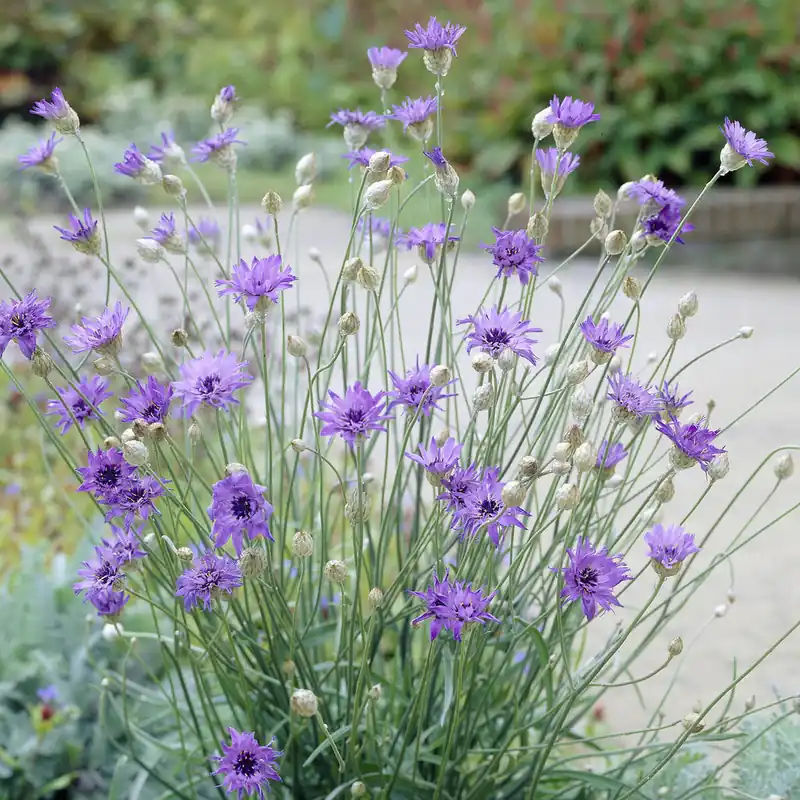 Blaue Rasselblume Super-Preis