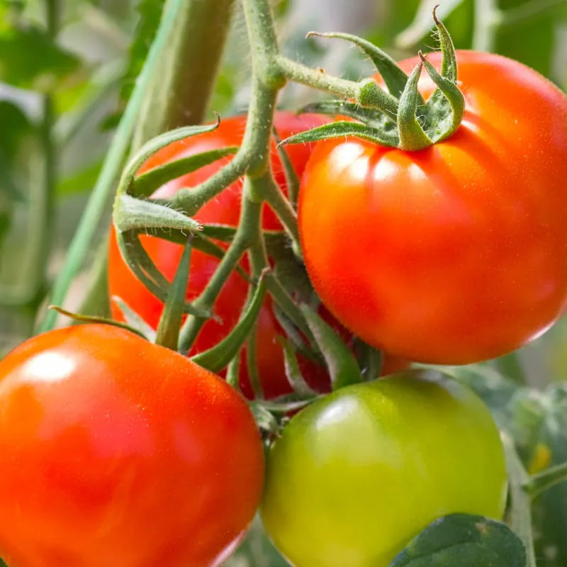 Neue Kollektion Tomate Montfavet F1 Pflanzen