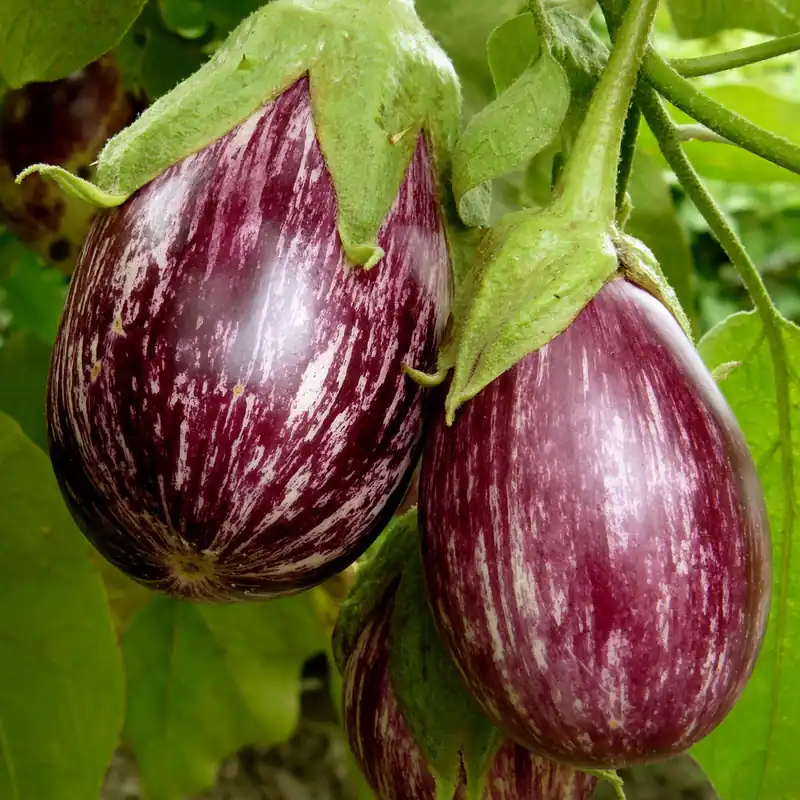 Nur Für Kurze Zeit Aubergine ‘Rania’ Pflanzen (x3)