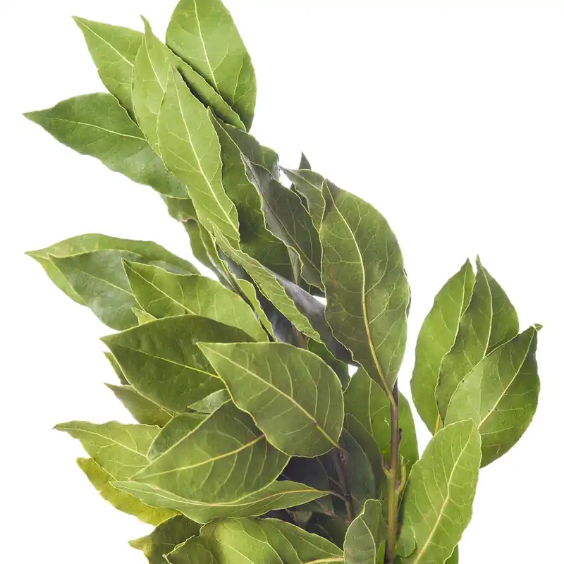 Lorbeer Pflanze Schnäppchen