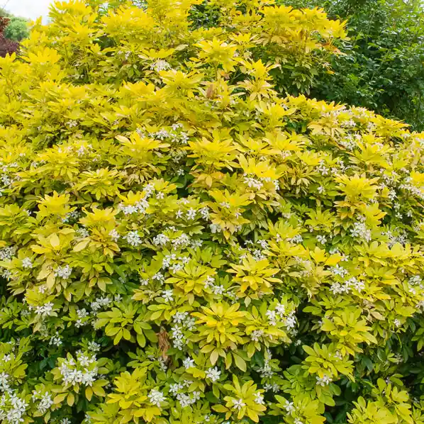Markenware Orangenblume ‘Sundance’