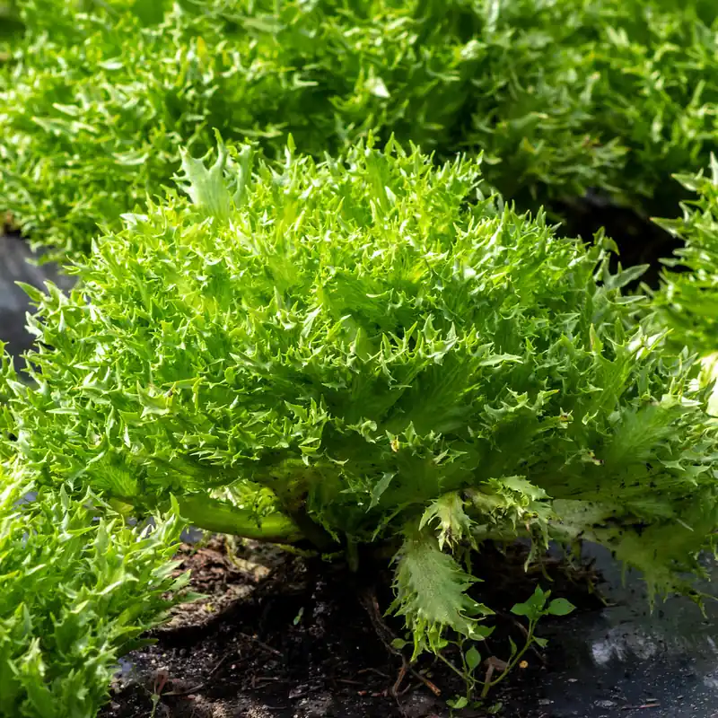 Garantierte Lieferung Bataviasalat ‘Eazyleaf Skilton’