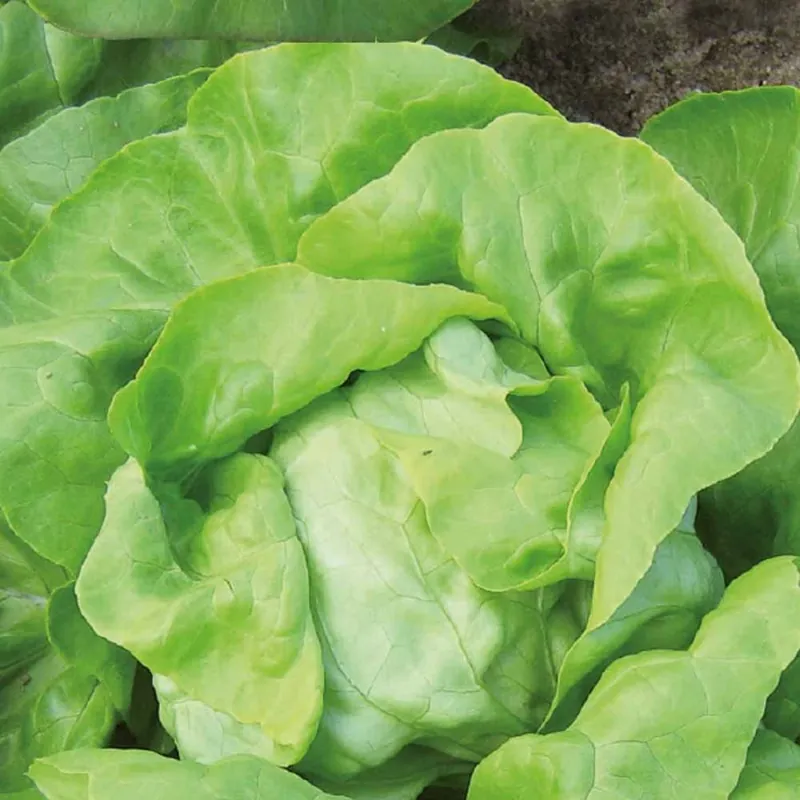 Bestseller Kopfsalat Matilda Bio