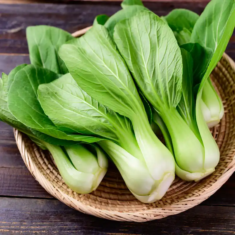 Pak Choi ‘Green Fortune’ F1 Kracherpreis