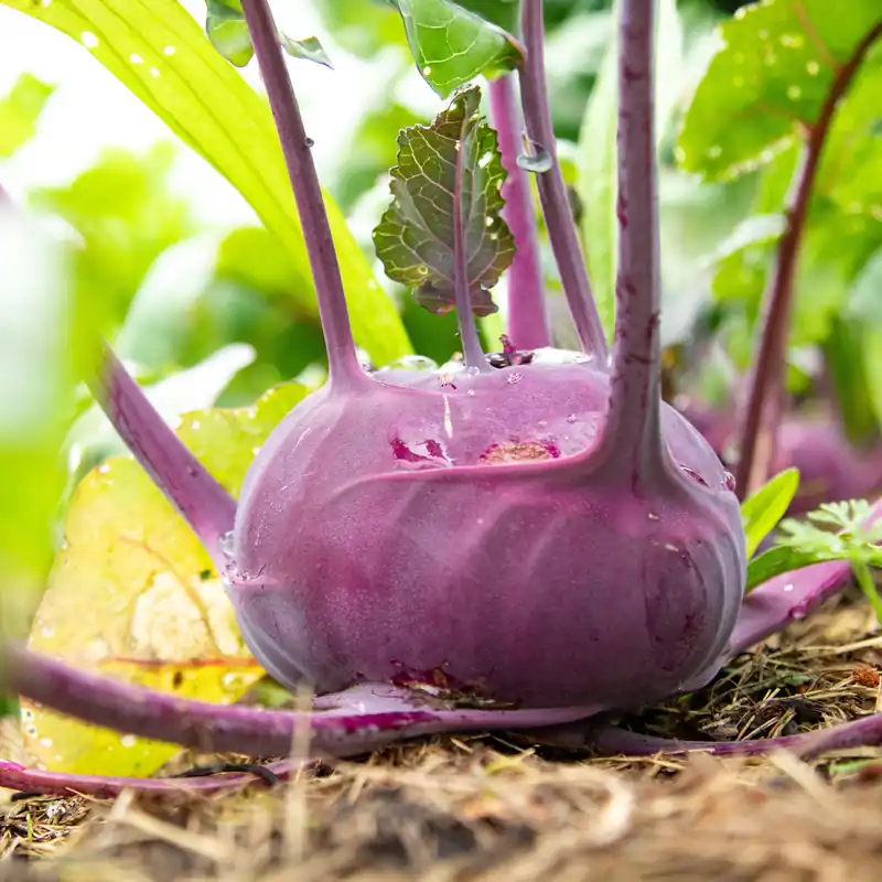 Kohlrabi violett ‘Blaro’ Bio Beliebt