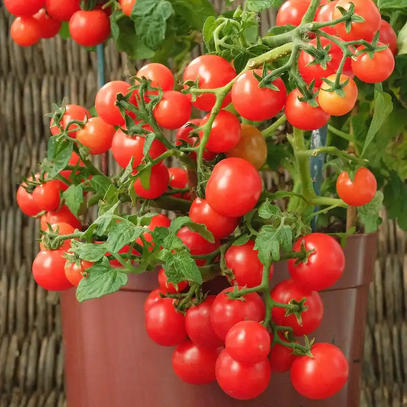 Preisknaller Cherrytomate ‘Minibel’