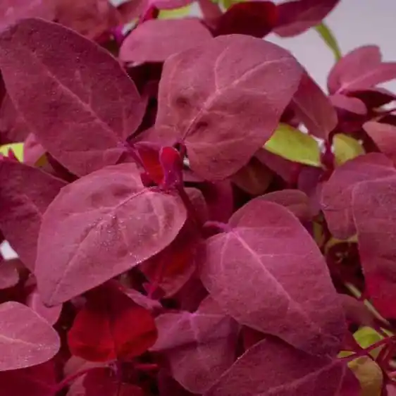 Preiswert Gartenmelde Red Flash