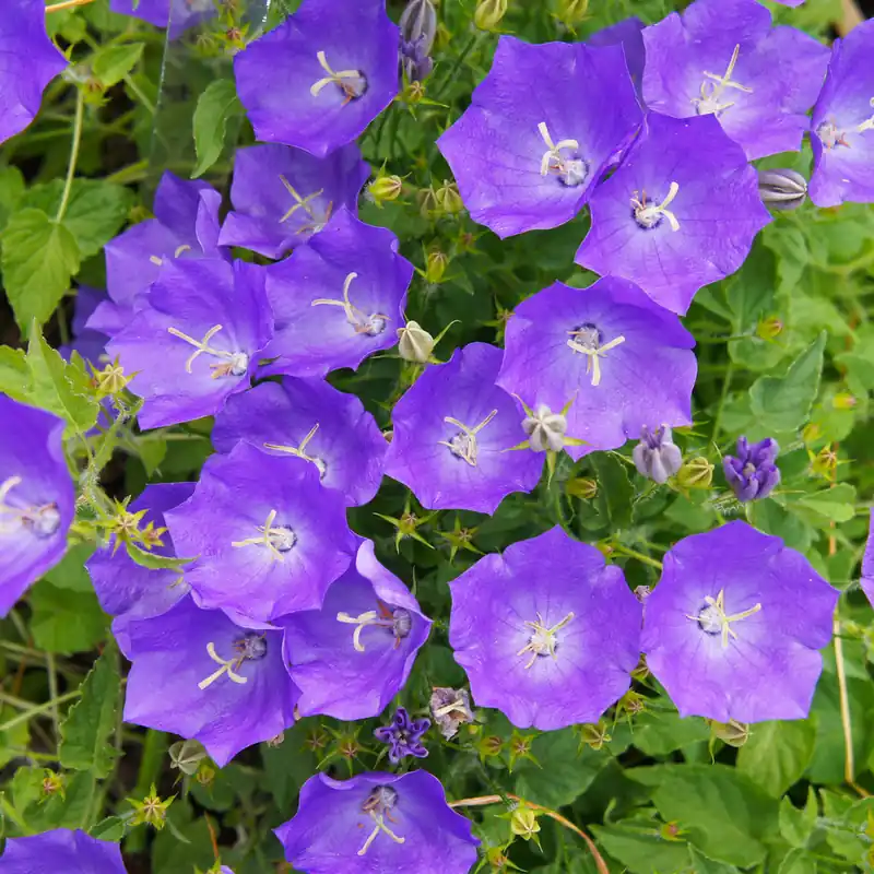 Blaue Karpaten-Glockenblume Top-Angebot