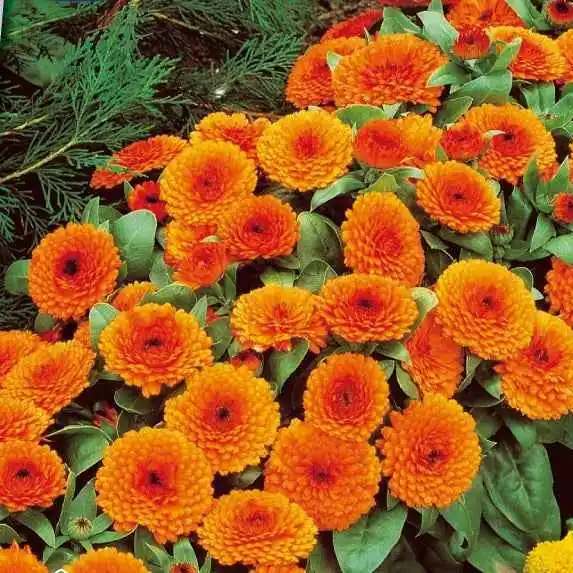 Ringelblume Orange Gitana Billig