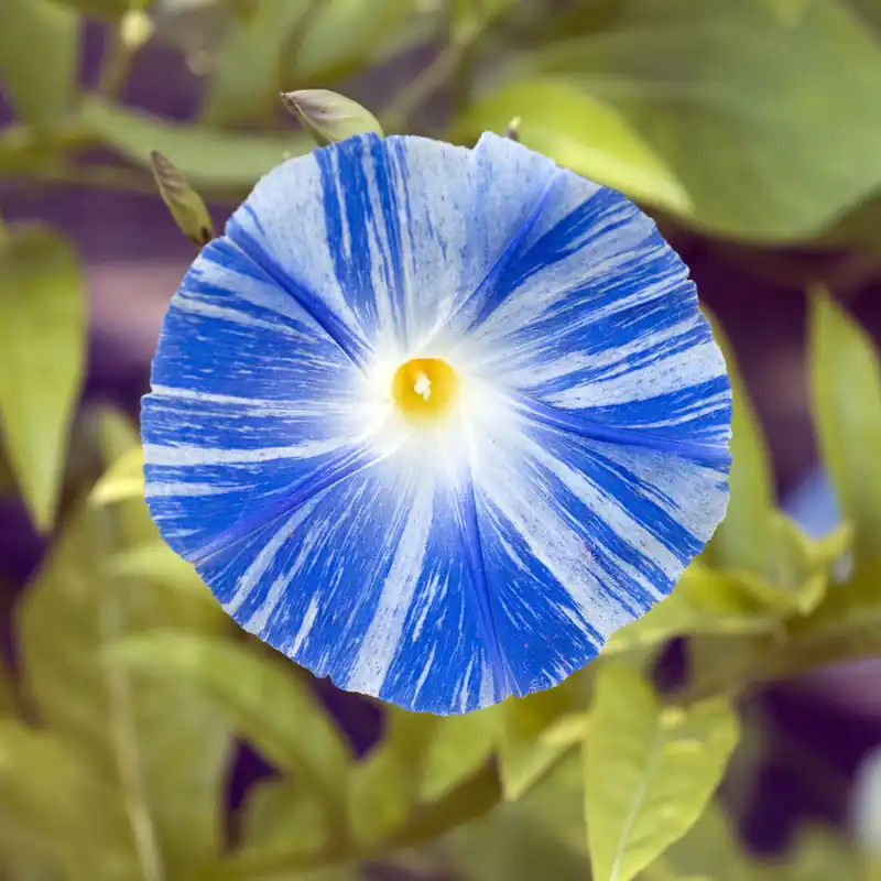 Mega-Angebot Prunkwinde Flying Saucer