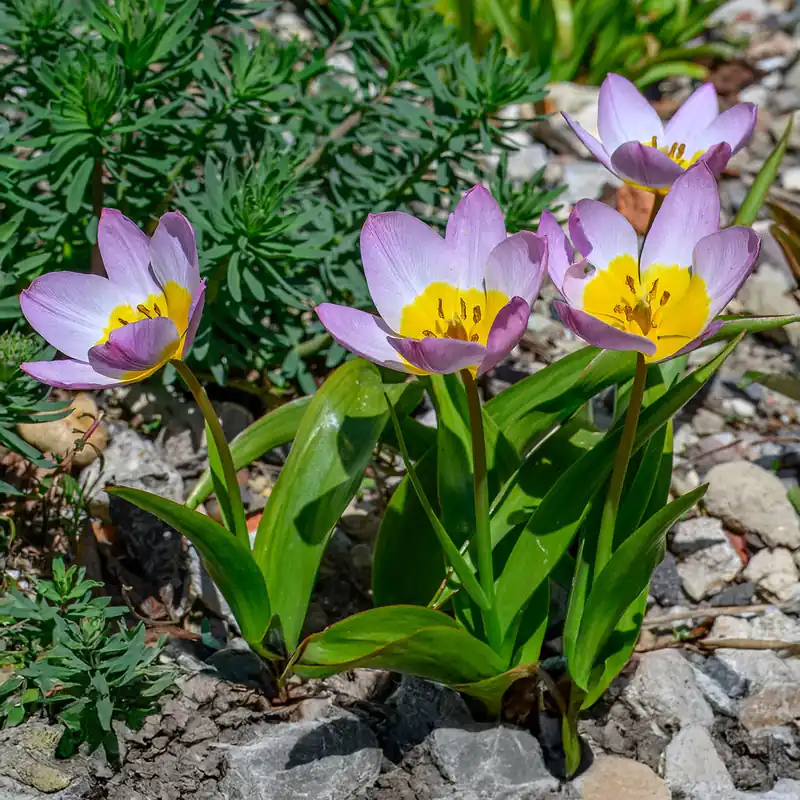 Wildtulpen bakeri Lilac Wonder (x10) Rabatt