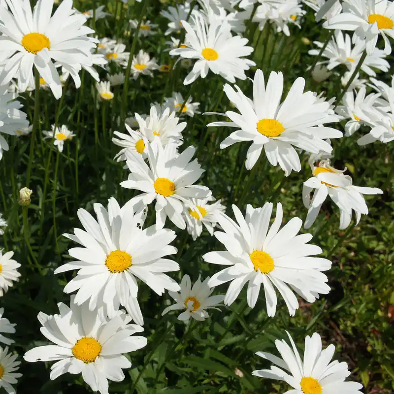 Sonderangebot Sommer-Margerite ‘Alaska’