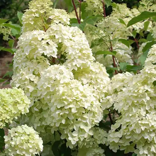 Aktuell Rispenhortensie Diamantino®