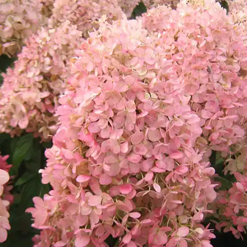 Rispenhortensie Magical® Sweet Summer Direkt Vom Hersteller