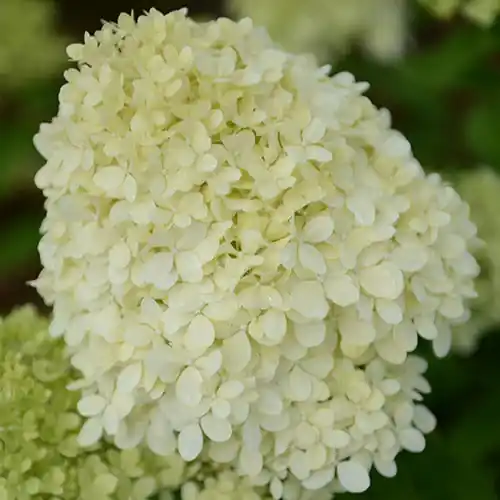 Rispenhortensie Gratis Versand
