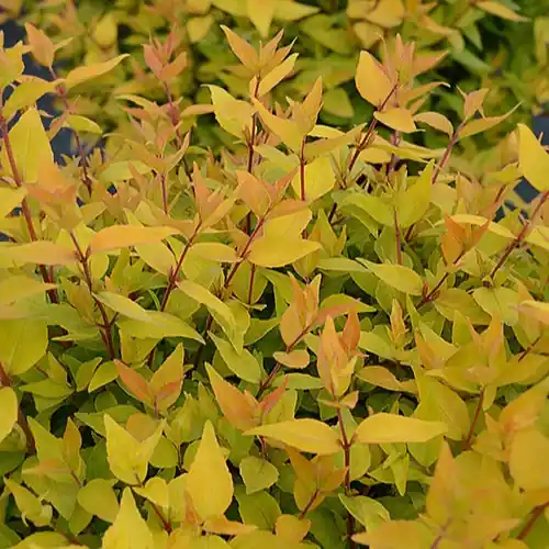 Abelia Golden Touche® BMR Golden Nur Für Kurze Zeit