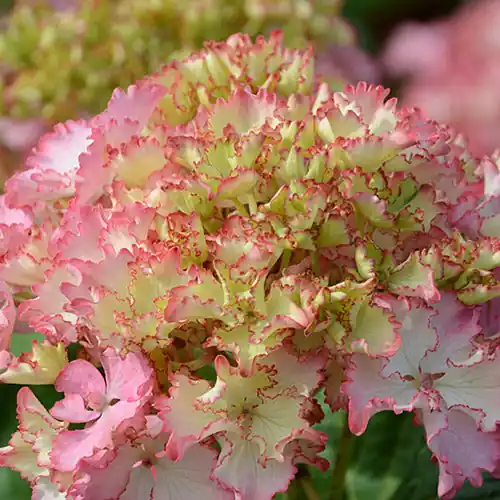 Hortensie So Long® Sunny Sale