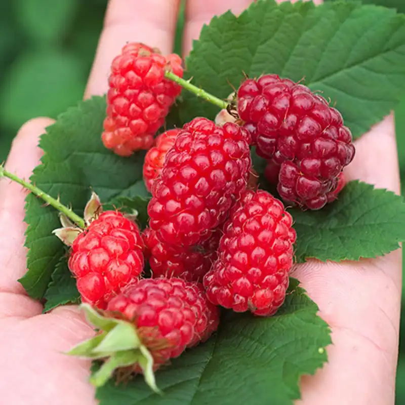 Taybeere ‘Bounty Berry’ Schneller Versand