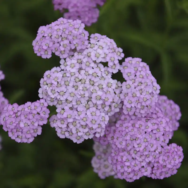 Sonderangebot Schafgarbe Apfelblüte