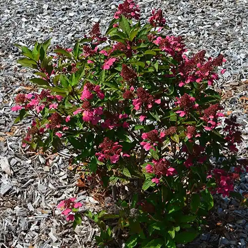 Sonderangebot Rispenhortensie Prim'Red® Couhaprim